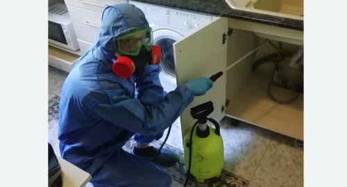 Уничтожение муравьев в квартире. Тихвин