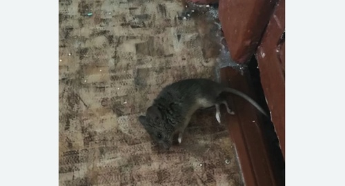 Дезинфекция от мышей в Тихвине