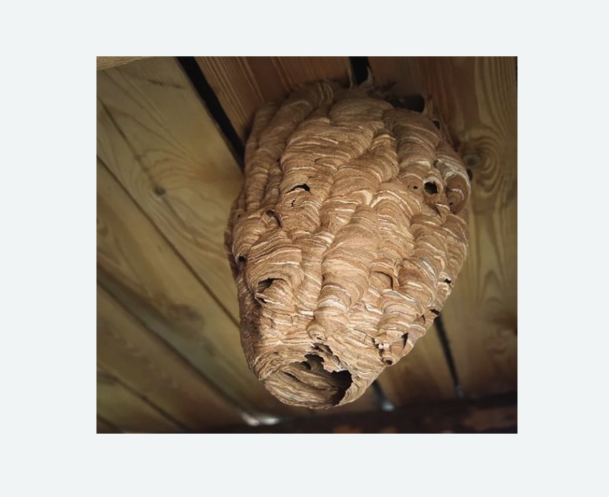 обработка от шершней в Тихвине