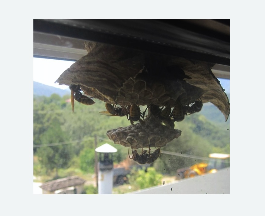 Уничтожение гнёзд шершней в Тихвине