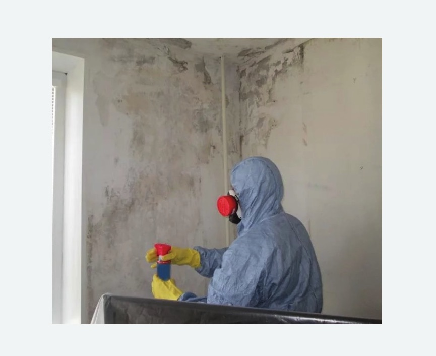 Удаление плесени в квартире в Тихвине